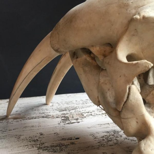 Antique skull of a walrus