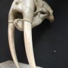 Antique skull of a walrus