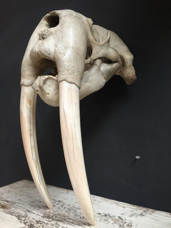 Antique skull of a walrus