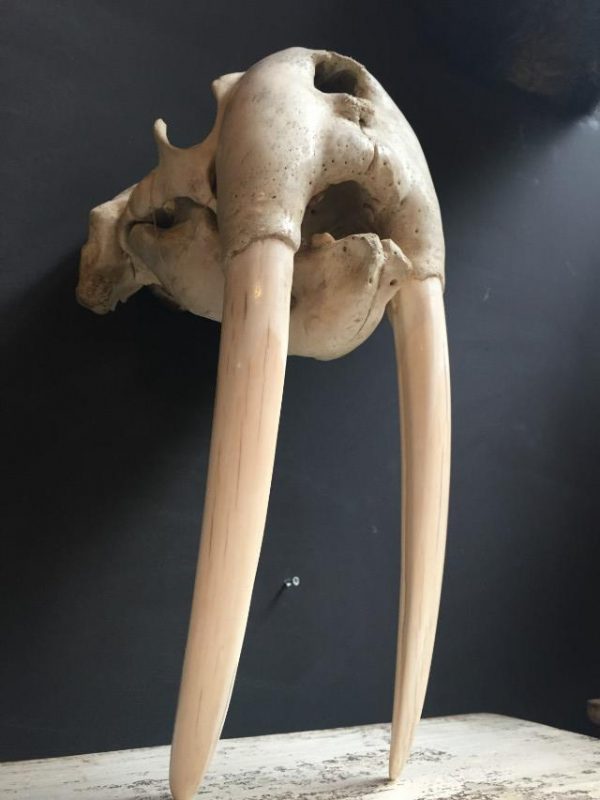 Antique skull of a walrus