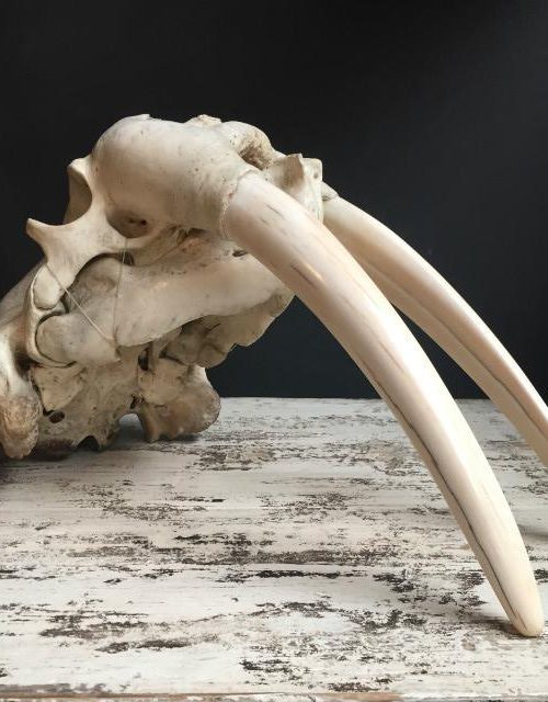 Antieke walrus schedel