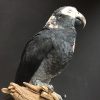 New stuffed grey parrot