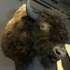 Recently stuffed head of a giant American bison