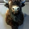 Recently stuffed head of a giant American bison