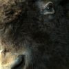 Recently stuffed head of a giant American bison