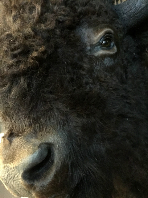 Recently stuffed head of a giant American bison