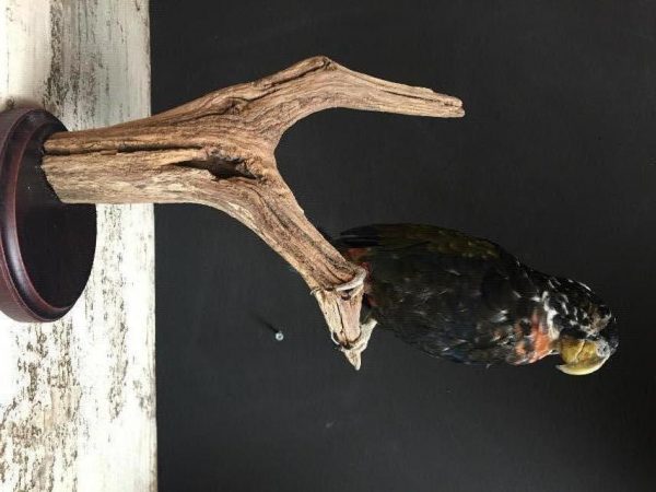 Recentelijk opgezette bronsvleugel papagaai