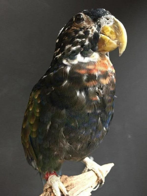 Recentelijk opgezette bronsvleugel papagaai