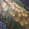 Recentley stuffed bronze winged parrot