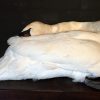 Mounted sleeping swan