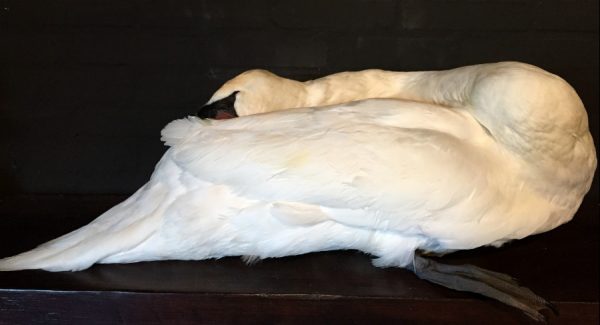 Mounted sleeping swan