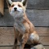 Taxidermy foxes