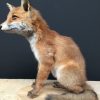 Taxidermy foxes