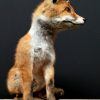 Taxidermy foxes