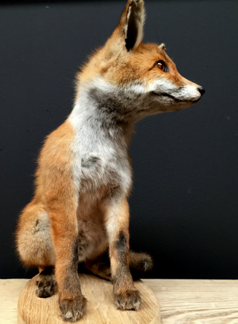 Taxidermy foxes