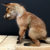 Taxidermy foxes