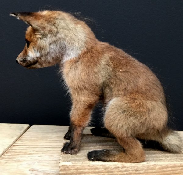 Taxidermy foxes