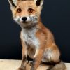 Taxidermy foxes