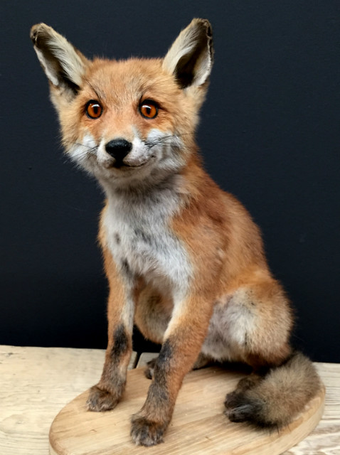 Taxidermy foxes