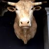 Stuffed head of a colossal bull.