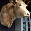 Stuffed head of a colossal bull.