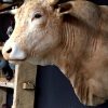 Stuffed head of a colossal bull.