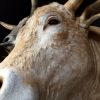 Stuffed head of a colossal bull.