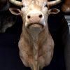 Stuffed head of a colossal bull.