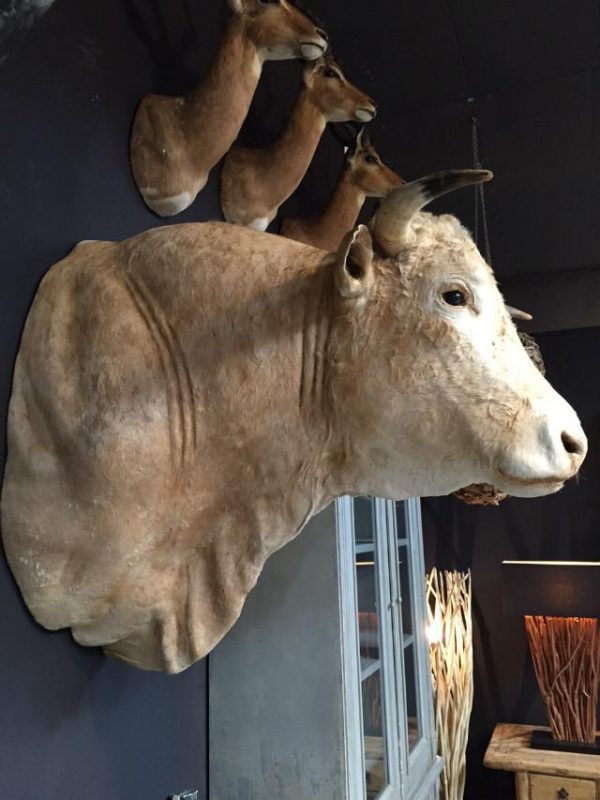 Stuffed head of a colossal bull.