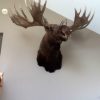 Huge stuffed head of a Canadian moose