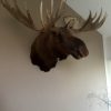 Huge stuffed head of a Canadian moose