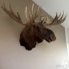 Hughe trophy head of an Alaskan moose. Moosehead.