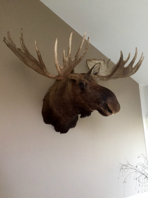 Huge stuffed head of a Canadian moose