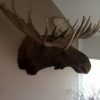 Huge stuffed head of a Canadian moose.