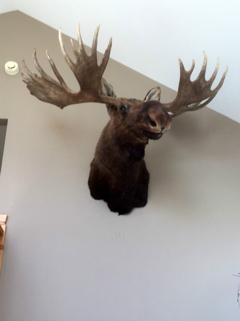 Huge stuffed head of a Canadian moose.