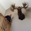 Huge stuffed head of a Canadian moose.