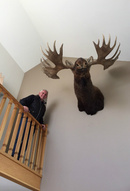 Huge stuffed head of a Canadian moose.