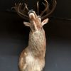 Very impressive stuffed head of an extremely big red stag.
