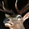 Very impressive stuffed head of an extremely big red stag.