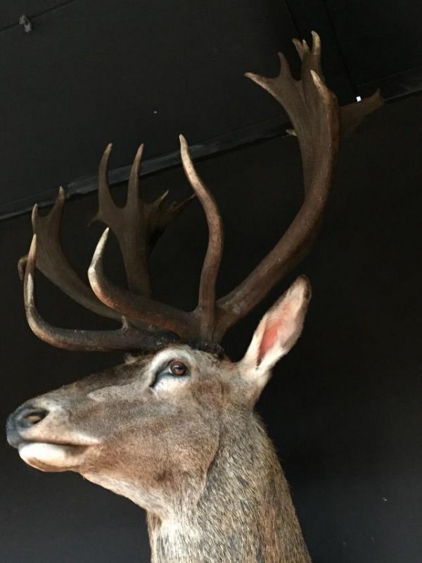 Very impressive stuffed head of an extremely big red stag.