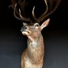 Very impressive stuffed head of an extremely big red stag.