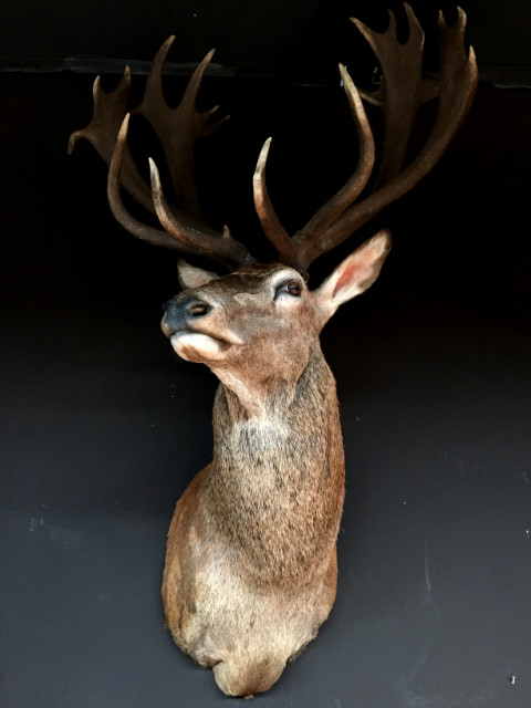 Very impressive stuffed head of an extremely big red stag.