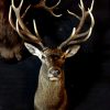 Impressive hunting trophy of a big red stag.