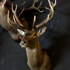 Impressive hunting trophy of a big red stag.