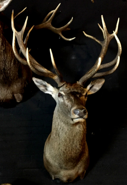 Impressive hunting trophy of a big red stag.