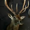 Imposing stuffed head of a capital red deer