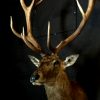 Imposing stuffed head of a capital red deer