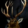 Imposing stuffed head of a capital red deer