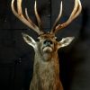 Imposing stuffed head of a capital red deer