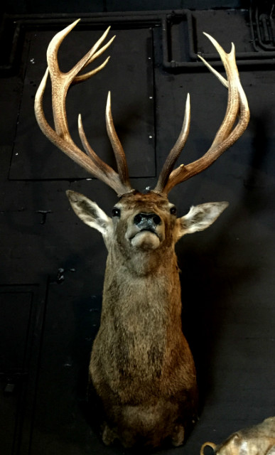 Imposing stuffed head of a capital red deer